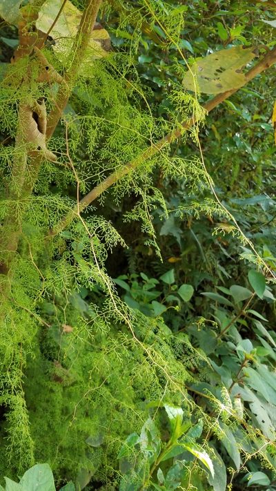 Odontosoria schlechtendalii, photographed by Alan Rockefeller