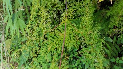 Odontosoria schlechtendalii, photographed by Alan Rockefeller