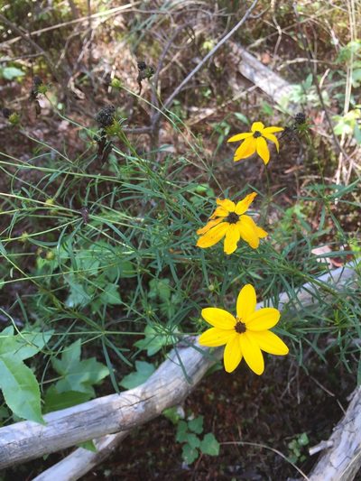 Coreopsis pulchra, photographed by Curtis Hansen