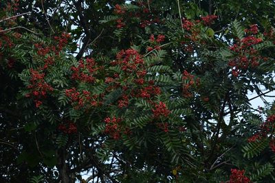Mosquitoxylum jamaicense, photographed by Neptalí Ramírez Marcial