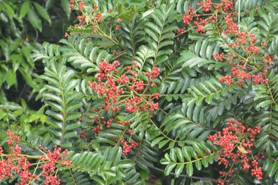 Mosquitoxylum jamaicense, photographed by Neptalí Ramírez Marcial
