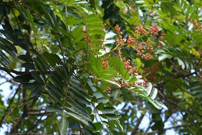 Mosquitoxylum jamaicense, photographed by Neptalí Ramírez Marcial