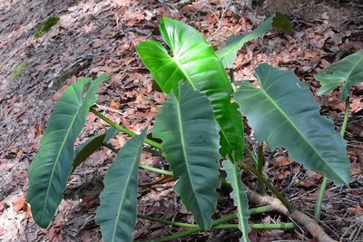 Philodendron sagittifolium, photographed by Neptalí Ramírez Marcial