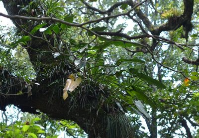 Philodendron sagittifolium, photographed by Neptalí Ramírez Marcial