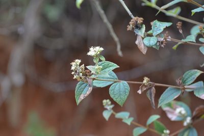 Calea ternifolia, photographed by Neptalí Ramírez Marcial