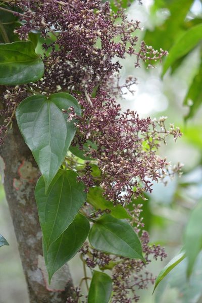 Mikania leiostachya, photographed by Neptalí Ramírez Marcial