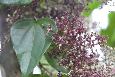 Mikania leiostachya, photographed by Neptalí Ramírez Marcial