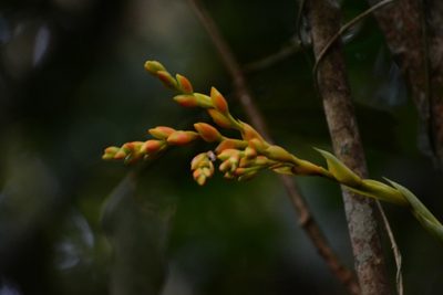 Catopsis occulta, photographed by Neptalí Ramírez Marcial
