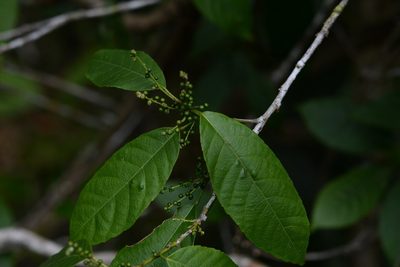 Cleidion castaneifolium, photographed by Neptalí Ramírez Marcial