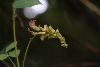 Canavalia oxyphylla, photographed by Neptalí Ramírez Marcial