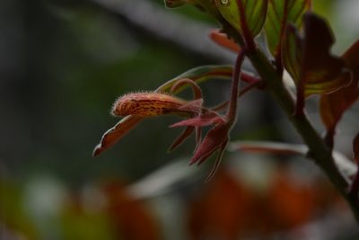 Columnea schiedeana, photographed by Neptalí Ramírez Marcial