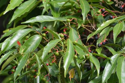 Damburneya salicifolia, photographed by Neptalí Ramírez Marcial