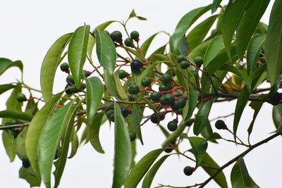 Damburneya salicifolia, photographed by Neptalí Ramírez Marcial