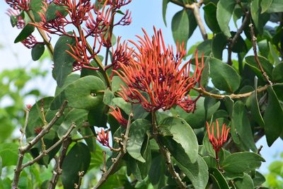 Psittacanthus rhynchanthus, photographed by Neptalí Ramírez Marcial