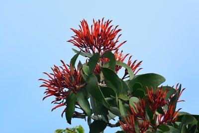 Psittacanthus rhynchanthus, photographed by Neptalí Ramírez Marcial