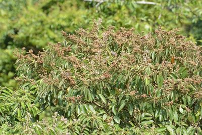 Trichospermum mexicanum, photographed by Neptalí Ramírez Marcial