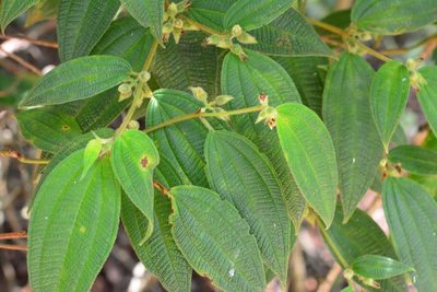 Miconia dentata, photographed by Neptalí Ramírez Marcial