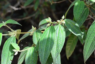 Miconia dentata, photographed by Neptalí Ramírez Marcial