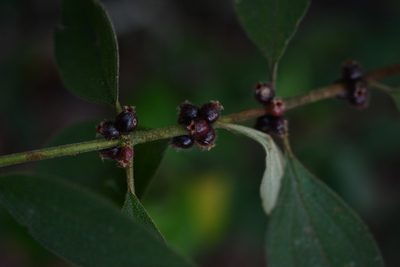 Miconia sericea, photographed by Neptalí Ramírez Marcial