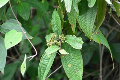 Miconia ibaguensis, photographed by Neptalí Ramírez Marcial