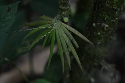 Ornithocephalus iridifolius, photographed by Neptalí Ramírez Marcial