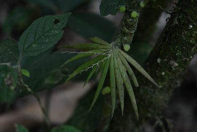 Ornithocephalus iridifolius, photographed by Neptalí Ramírez Marcial