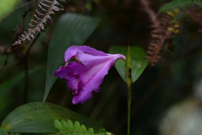 Sobralia macdougallii, photographed by Neptalí Ramírez Marcial
