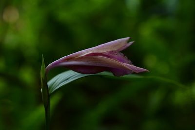 Sobralia macdougallii, photographed by Neptalí Ramírez Marcial