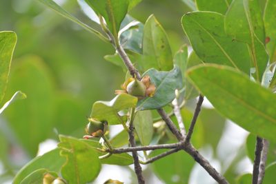 Ternstroemia tepezapote, photographed by Neptalí Ramírez Marcial
