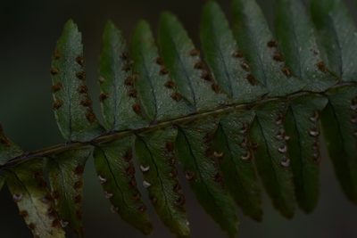 Nephrolepis rivularis, photographed by Neptalí Ramírez Marcial