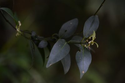 Chiococca filipes, photographed by Neptalí Ramírez Marcial