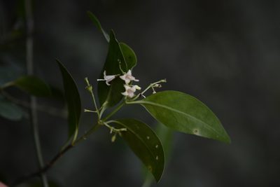 Chiococca filipes, photographed by Neptalí Ramírez Marcial