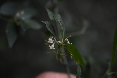 Chiococca filipes, photographed by Neptalí Ramírez Marcial