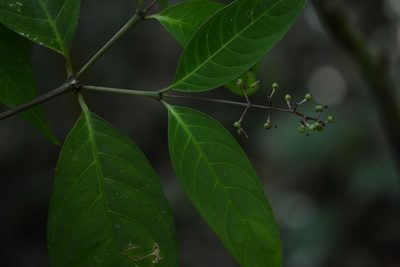 Palicourea deflexa, photographed by Neptalí Ramírez Marcial