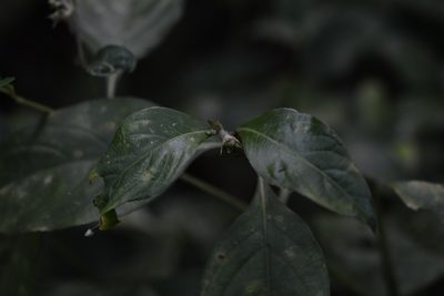 Palicourea winkleri, photographed by Neptalí Ramírez Marcial