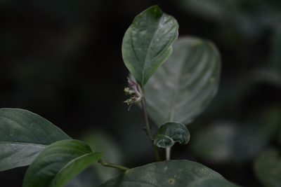 Palicourea winkleri, photographed by Neptalí Ramírez Marcial