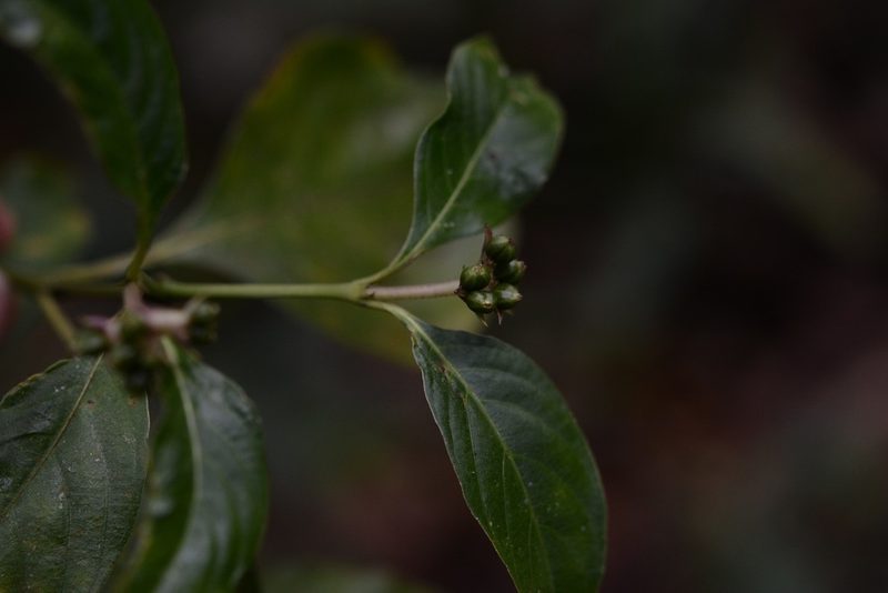 Palicourea winkleri, photographed by Neptalí Ramírez Marcial