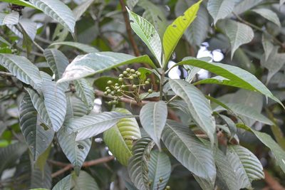 Psychotria mexiae, photographed by Neptalí Ramírez Marcial