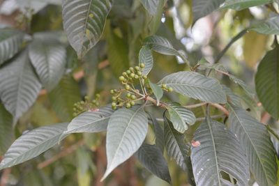 Psychotria mexiae, photographed by Neptalí Ramírez Marcial