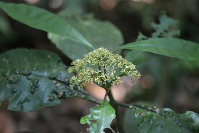 Psychotria trichotoma, photographed by Neptalí Ramírez Marcial
