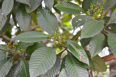 Psychotria mexiae, photographed by Neptalí Ramírez Marcial