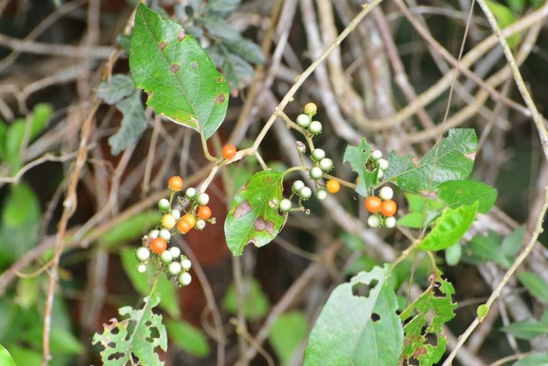 Lycianthes sideroxyloides, photographed by Neptalí Ramírez Marcial