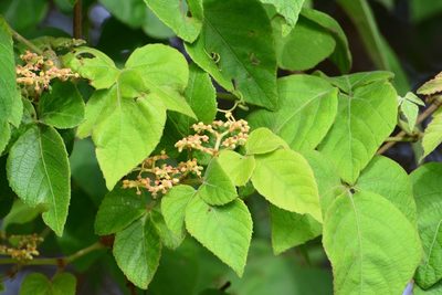 Cissus microcarpa, photographed by Neptalí Ramírez Marcial