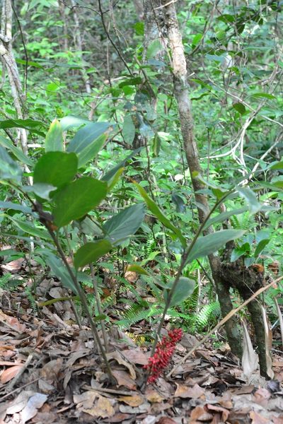 Renealmia mexicana, photographed by Neptalí Ramírez Marcial