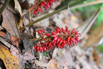 Renealmia mexicana, photographed by Neptalí Ramírez Marcial