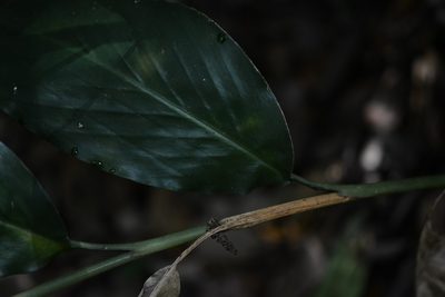 Renealmia mexicana, photographed by Neptalí Ramírez Marcial