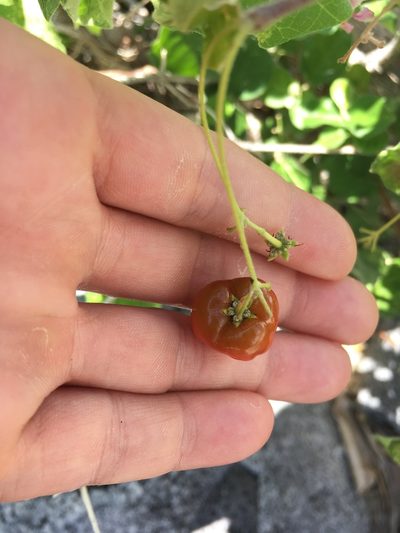 Malpighia diversifolia, photographed by Erica Krimmel