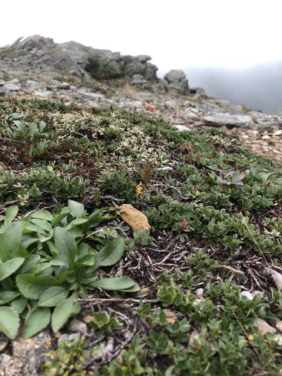 Euphrasia oakesii, photographed by Doug Weihrauch