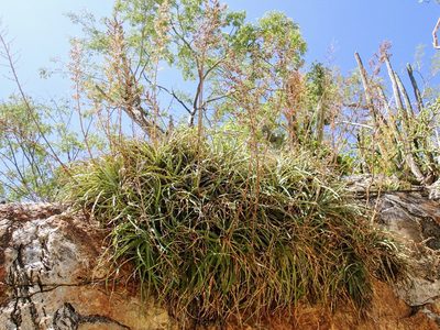 Hechtia montana, photographed by Erica Krimmel