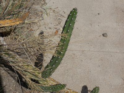 Peniocereus greggii, photographed by Eliseo D Moreno